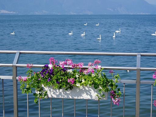 Swans and flowers